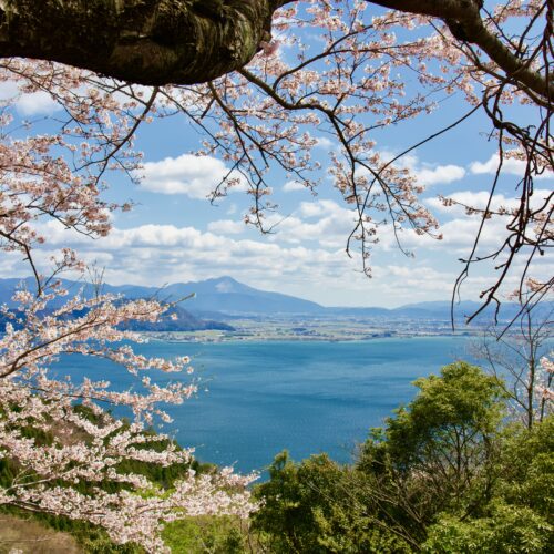 琵琶湖が一望出来る、海津大崎の桜