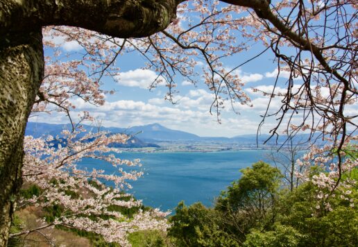 琵琶湖が一望出来る、海津大崎の桜